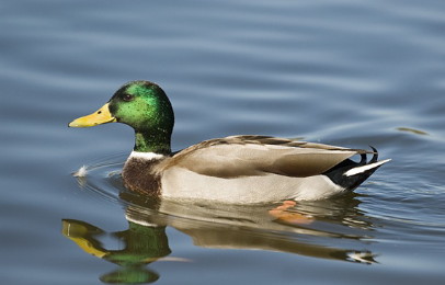 duck4